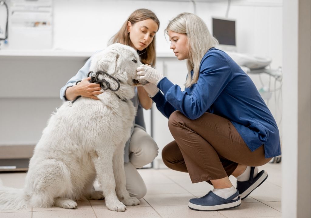 Visite chez le vétérinaire pour un chien avec la maladie de lyme