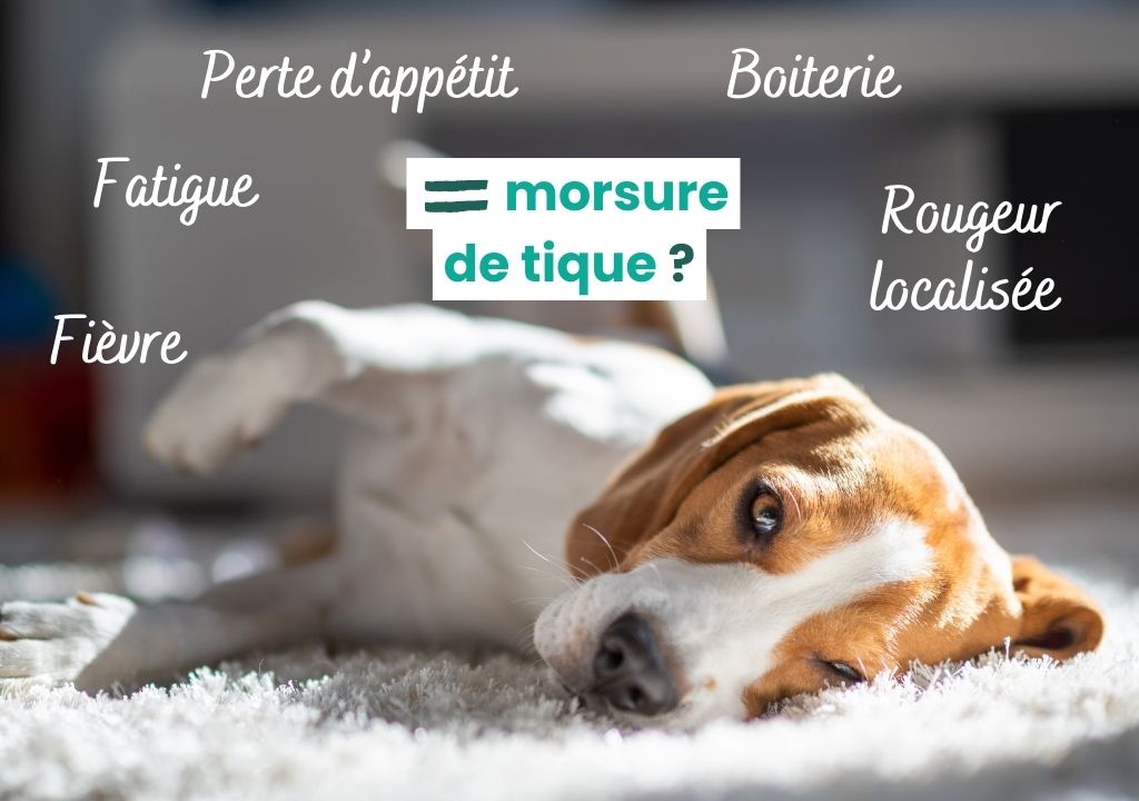 Chien fatigué couché sur le sol avec liste des symptômes d'une morsure de tique