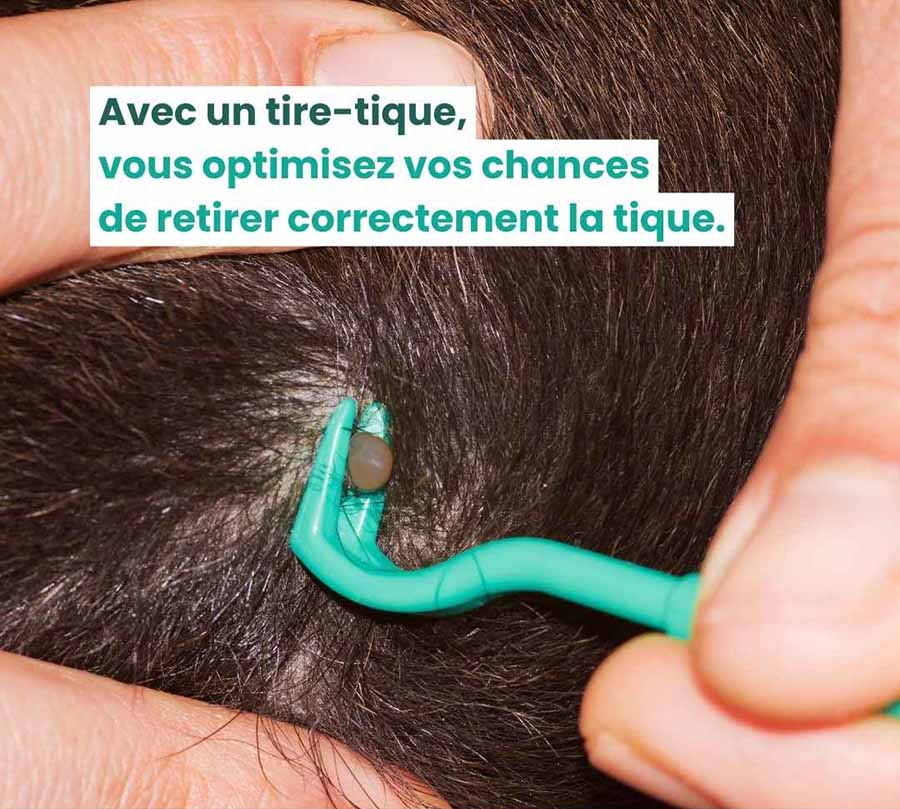 Tire-tique en train de retirer une tique au milieu du pelage d'un chien