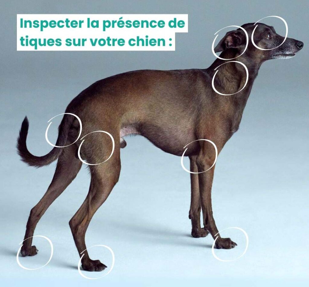 Chien avec mise en évidence des zones à surveiller pour les tiques