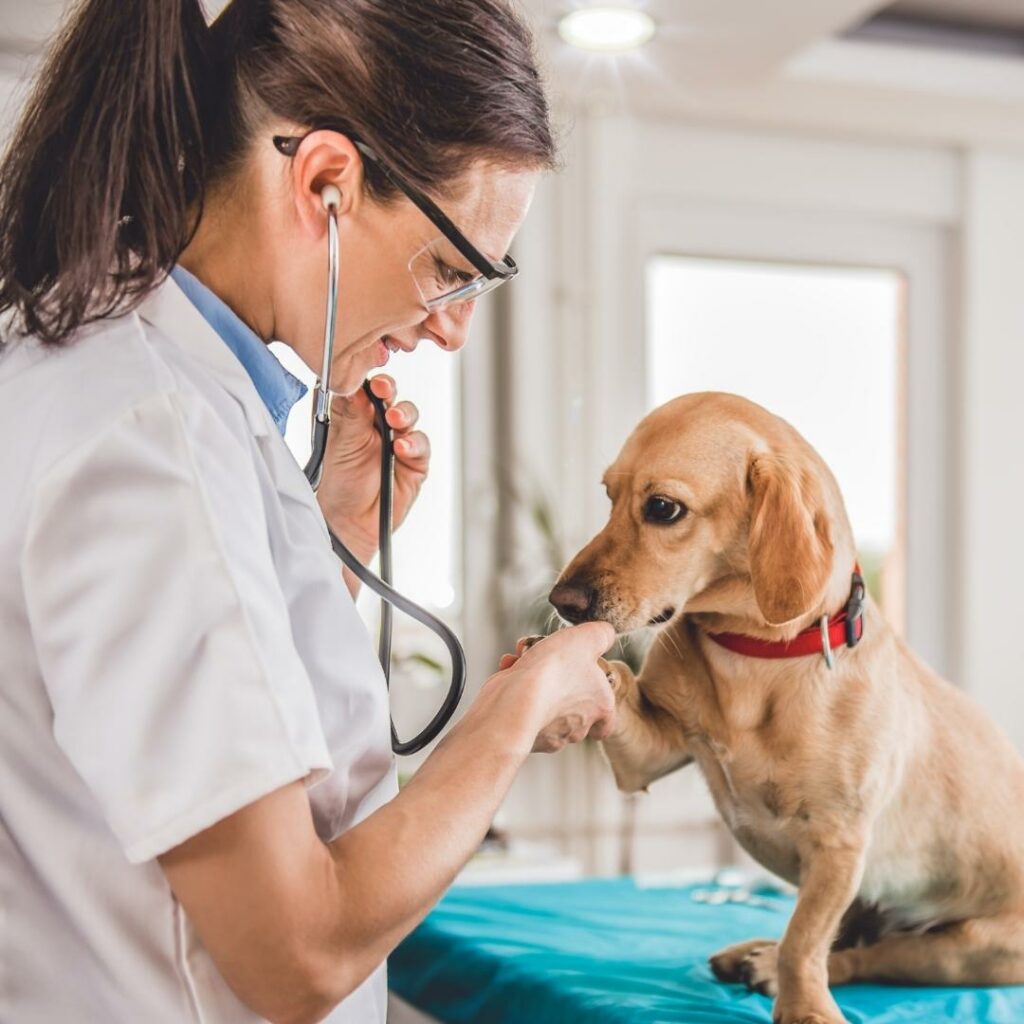Vétérinaire avec un chien allergique