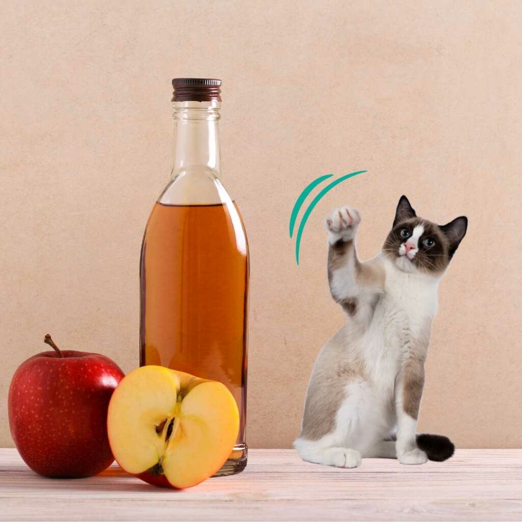 vinaigre de cidre anti puce pour chats 