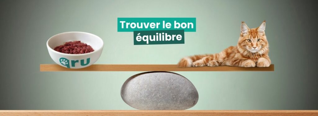 Chat stérilisé trouvez le bon équilibre alimentaire