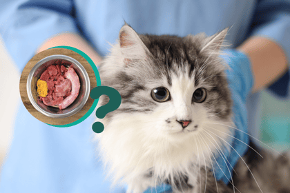 alimentation du chat stérilisé