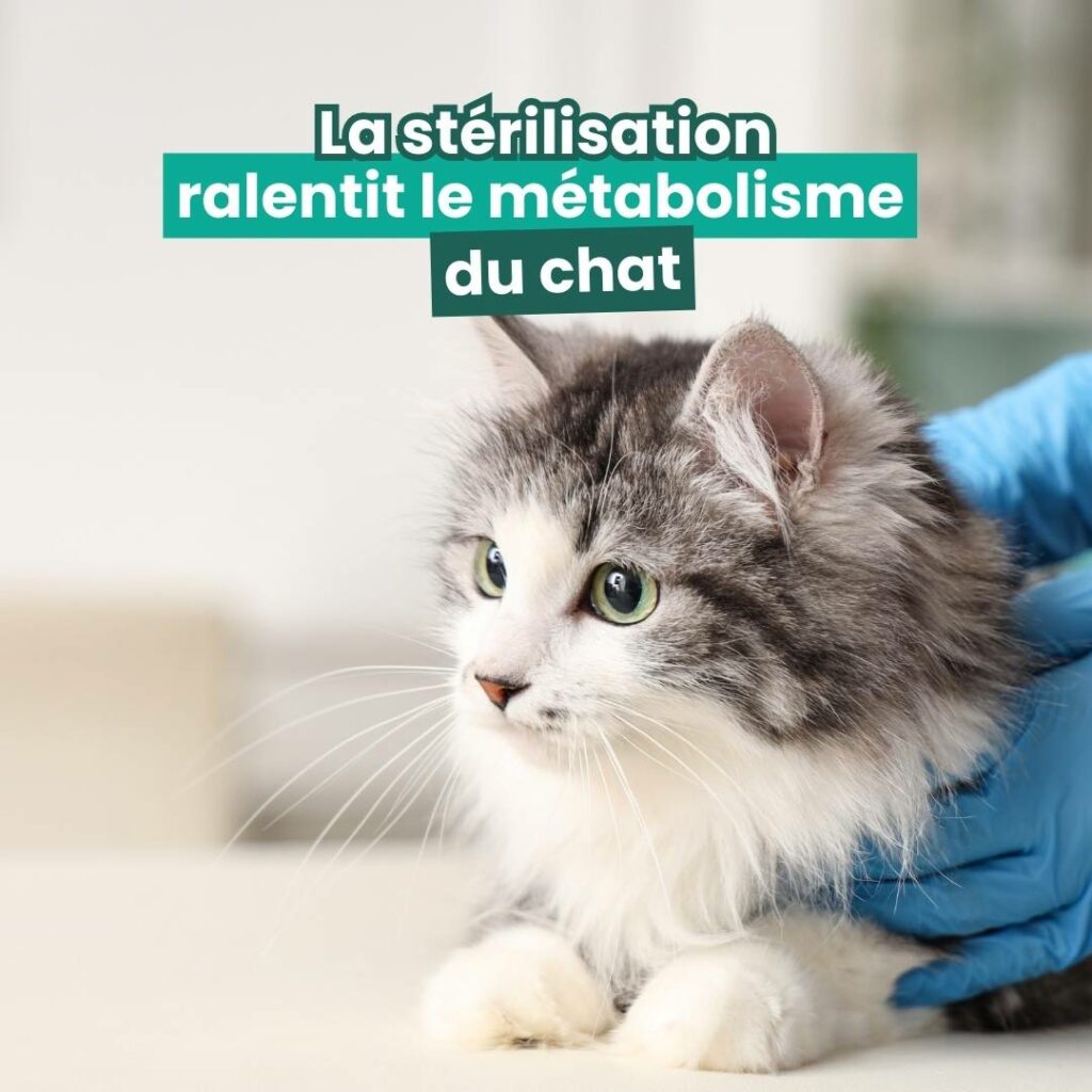 La stérilisation ralentit le métabolisme du chat Alimentation chat stérilisé : ralentissement du métabolisme