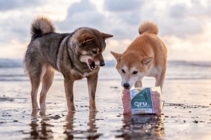 Deux chiens en vacances à la plage, découvrant les alternatives au BARF
