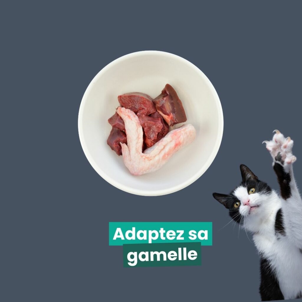 alimentation chat stérilisé : adaptez sa gamelle