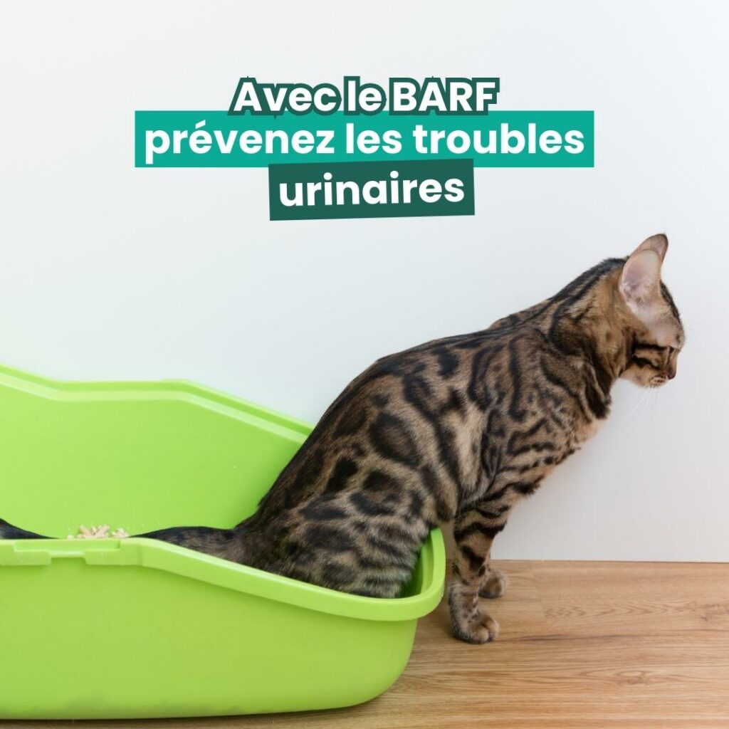chat stérilisé : troubles urinaires