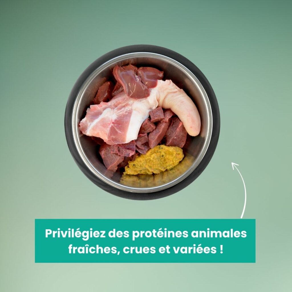 Alimentation chien sportif gamelle alimentation chien sportif protéines animale