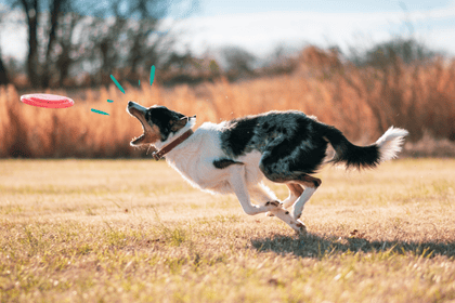 alimentation chien sportif