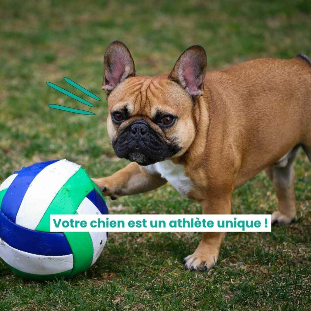 votre chien athlète est unique