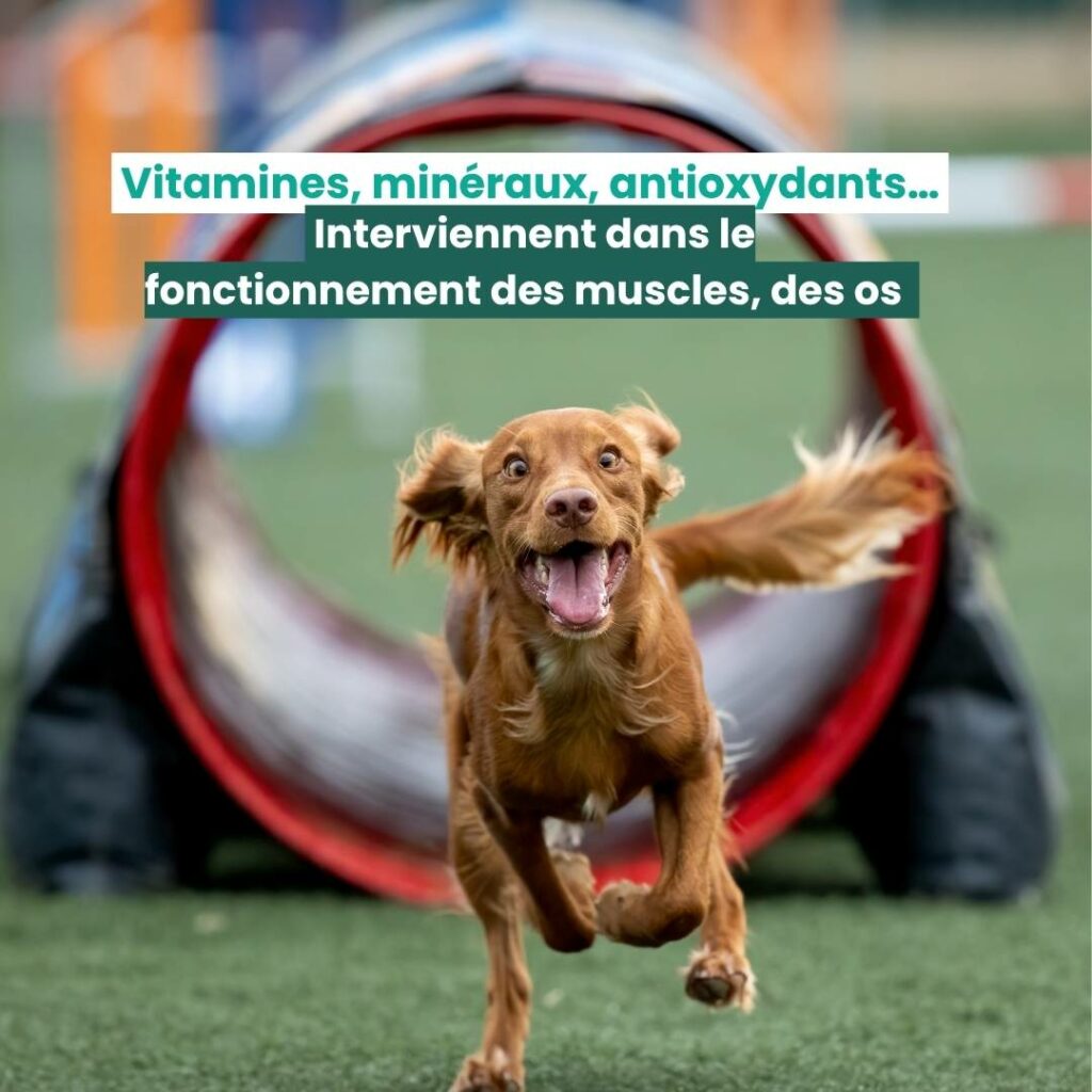 alimentation chien sportif
