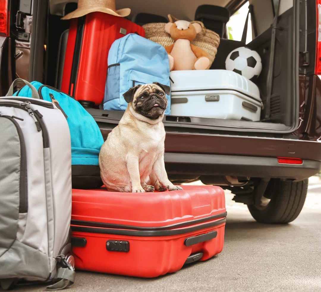 alternatives-barf-vacances-coffre_voiture_3 Devant le coffre plein de la voiture, le chien est heureux d'avoir une alternative barf vacances