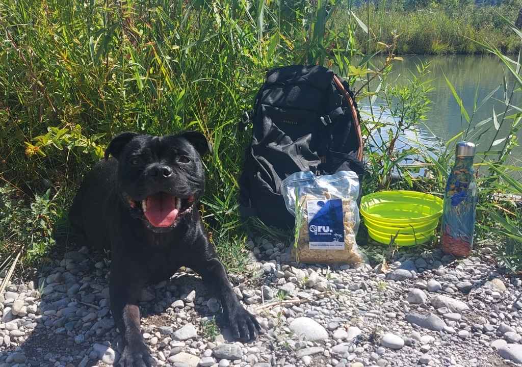 Un chien peut déguster son repas lyophilisé même en randonnée