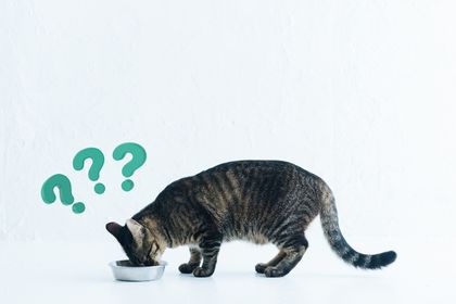chat difficile pour manger