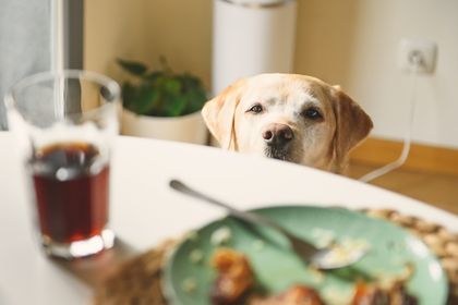 restes de table pour chien