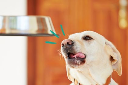 quand nourrir son chien