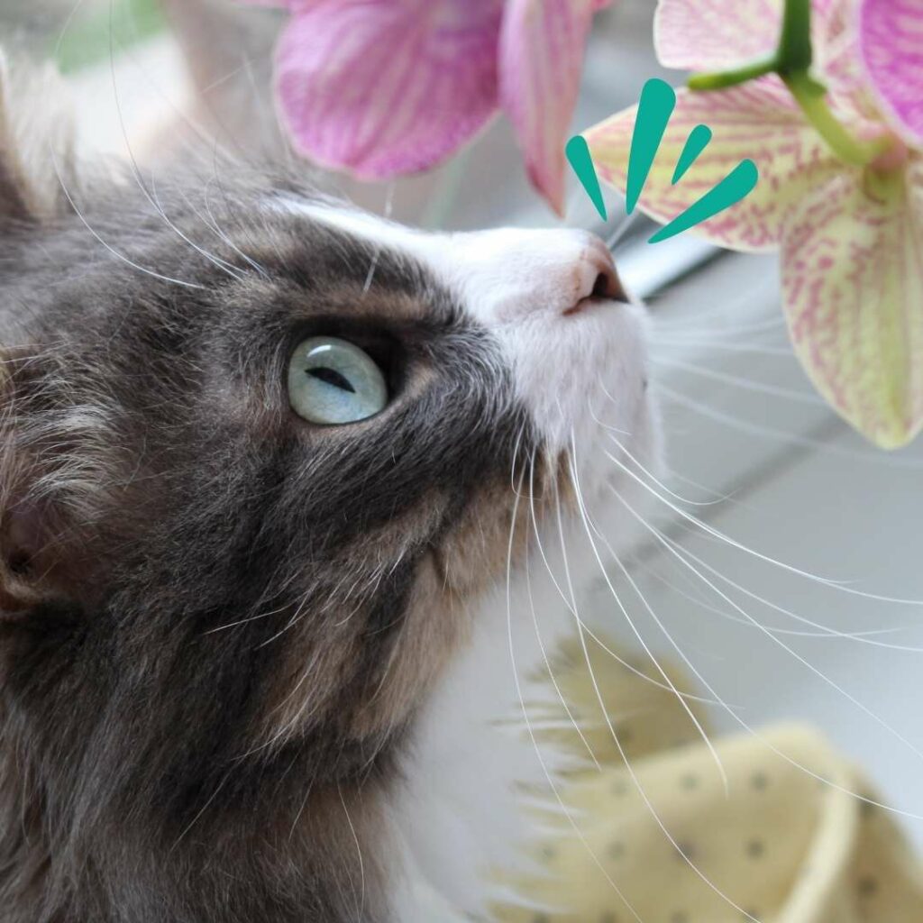 chat difficile pour manger sensible aux odeurs