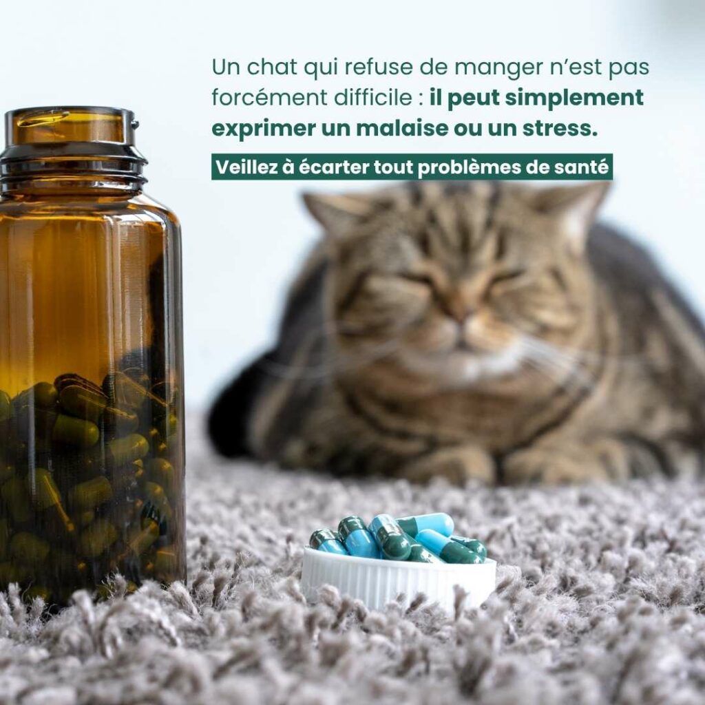 Un chat qui refuse de manger n’est pas forcément difficile : il peut simplement exprimer un malaise ou un stress.