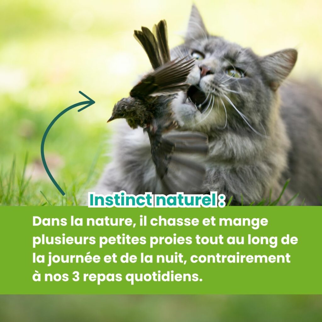 chat réclame à manger chasseur chat réclame à manger : instinct naturel