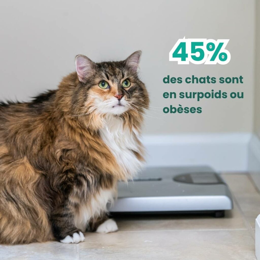 chat réclame à manger risque d'obésité