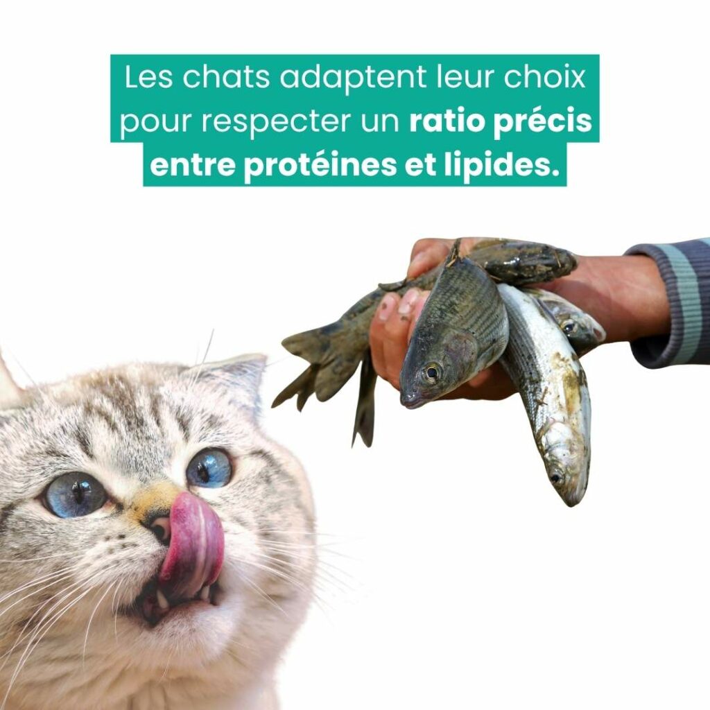 chat difficile pour manger : ratio protéines lipides