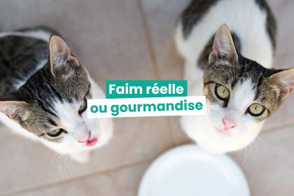 Chats qui réclament à manger