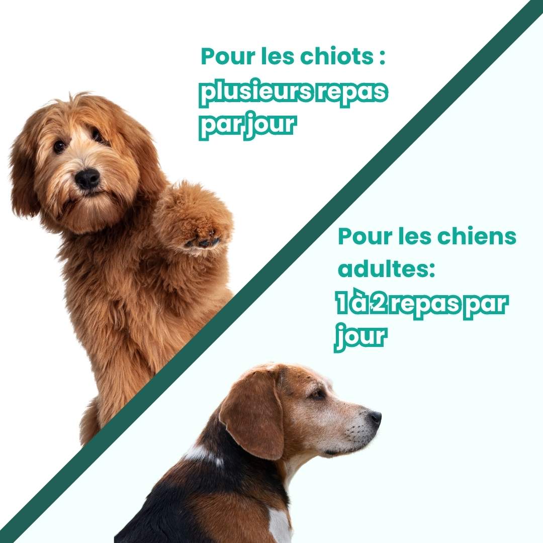 quand nourrir son chien en fonction de l'âge