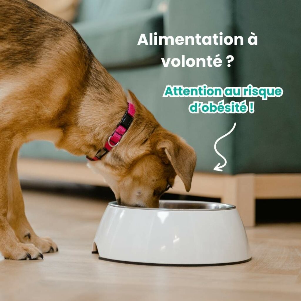 alimentation à volonté