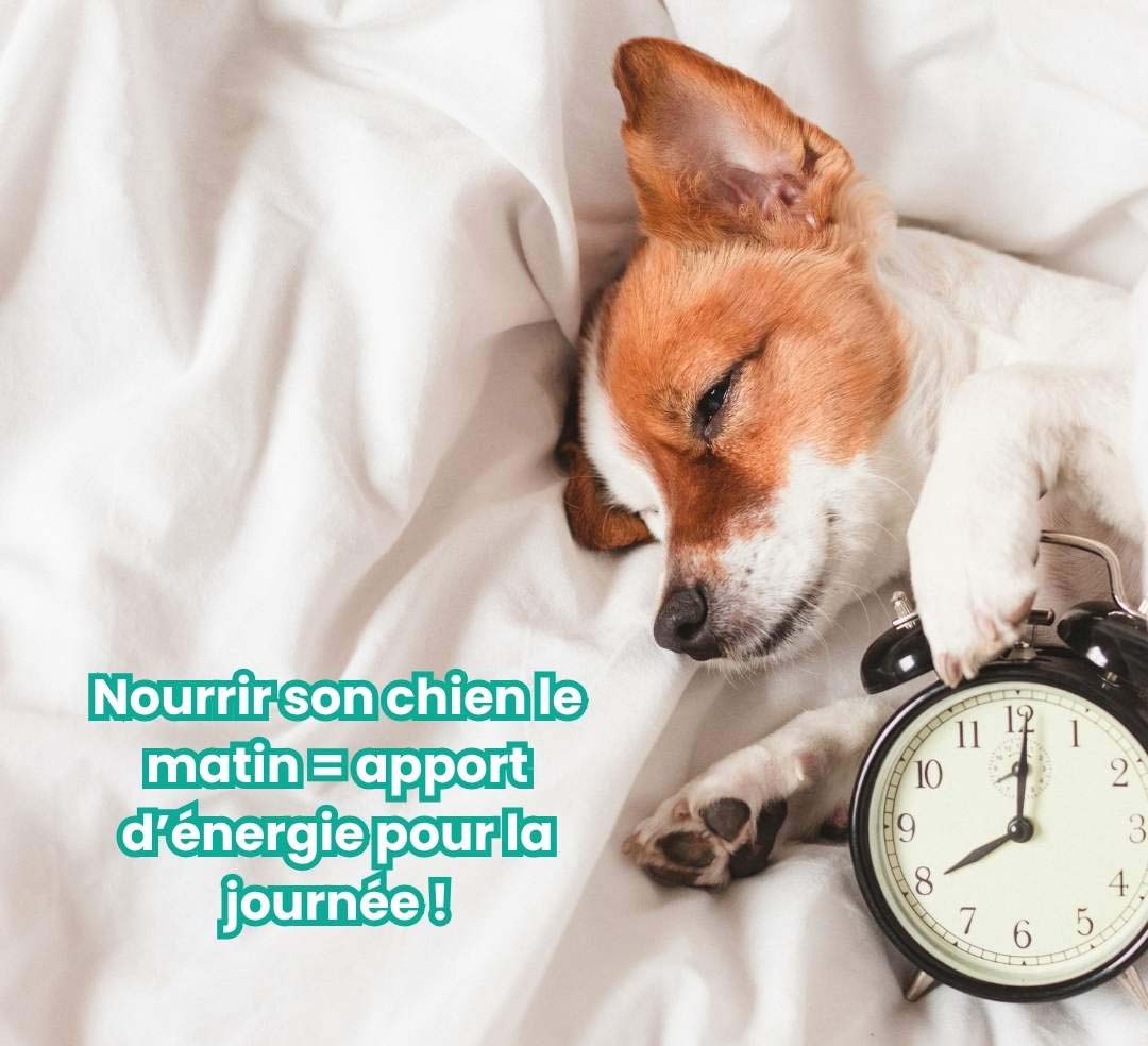 nourrir son chien le matin = apport d'énergie pour la journée