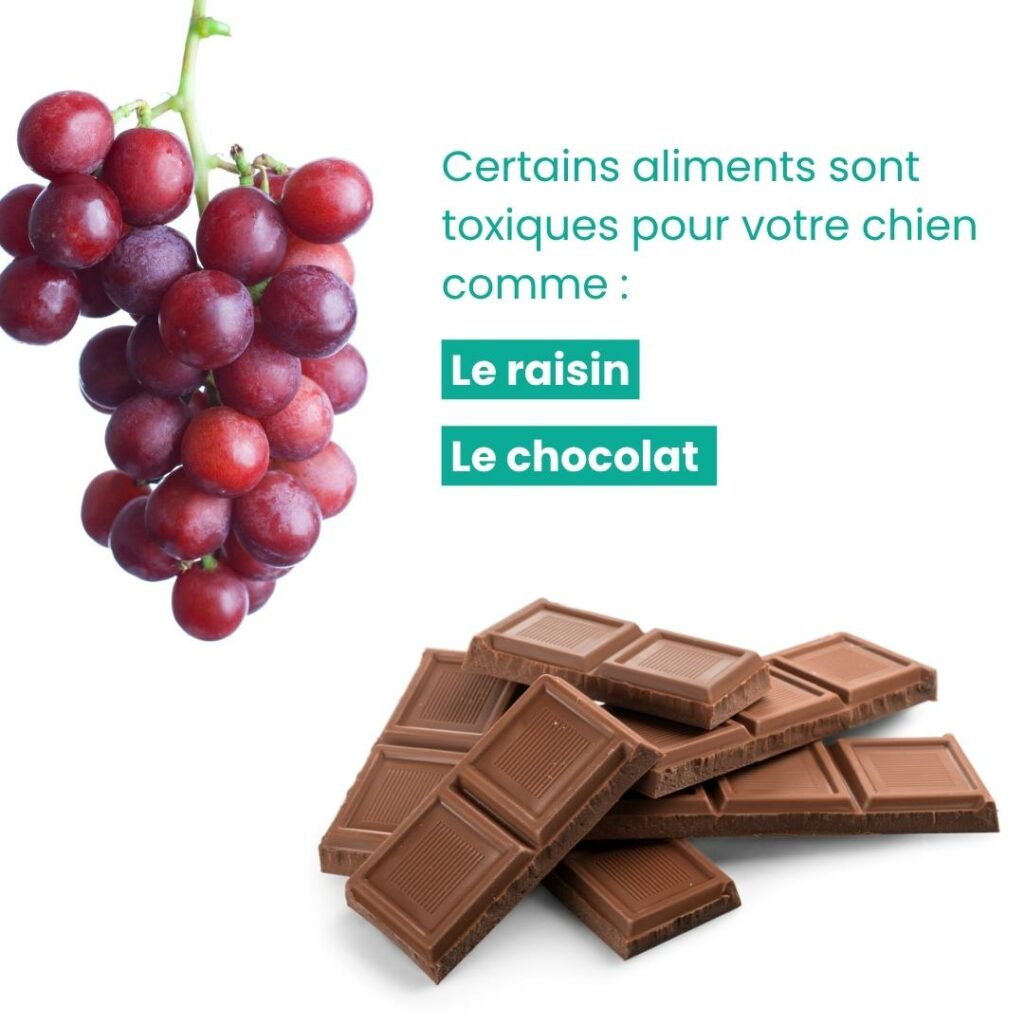 restes de table à son chien toxique aliments toxiques pour le chien