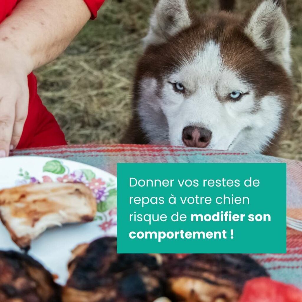 Donner des restes à son chien : risque de modifier son comportement.