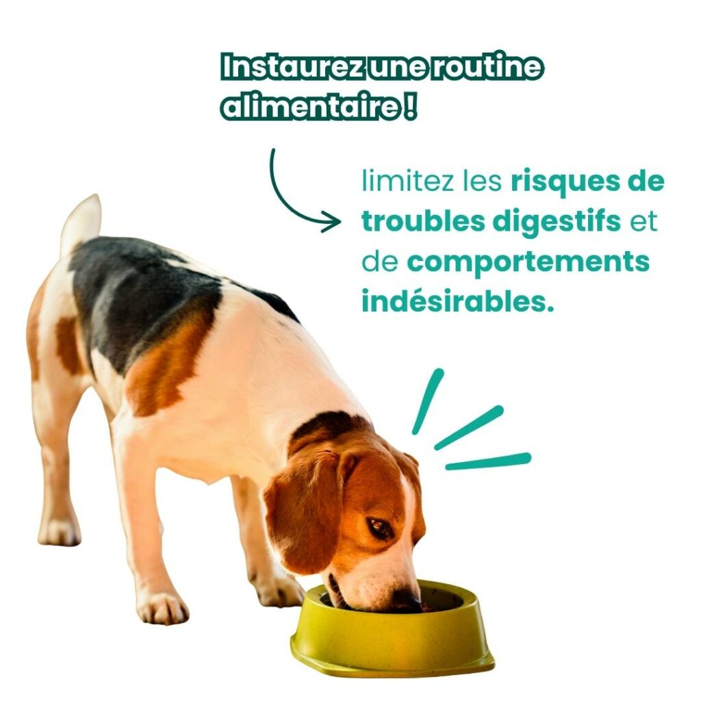 instaurez une routine alimentaire 
