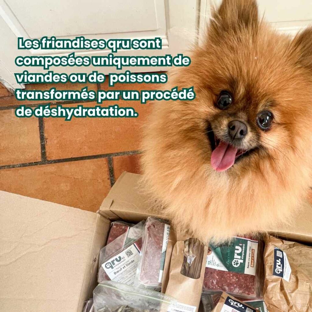 Chien devant un colis plein de friandises d'éduction pour chien