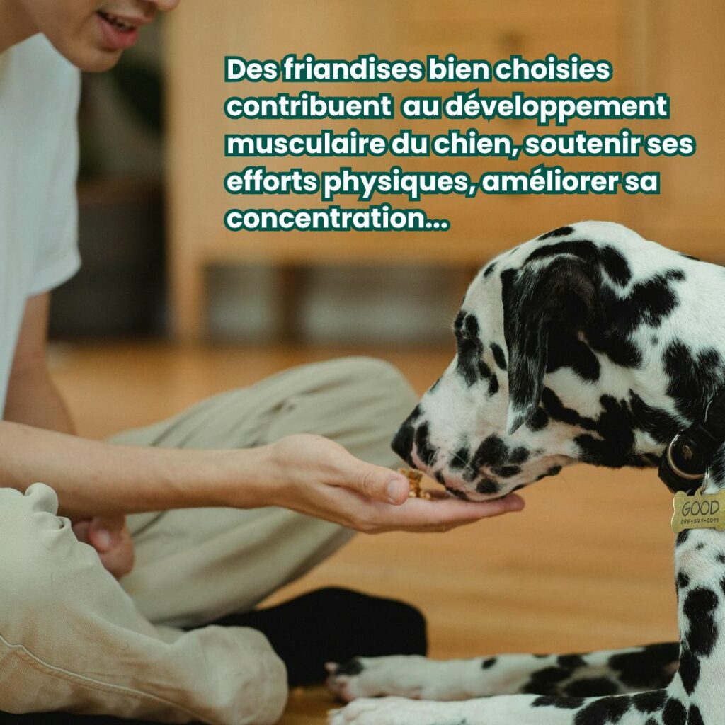 chien mangeant une friandise d'éducation pour chien dans la main de son maitre