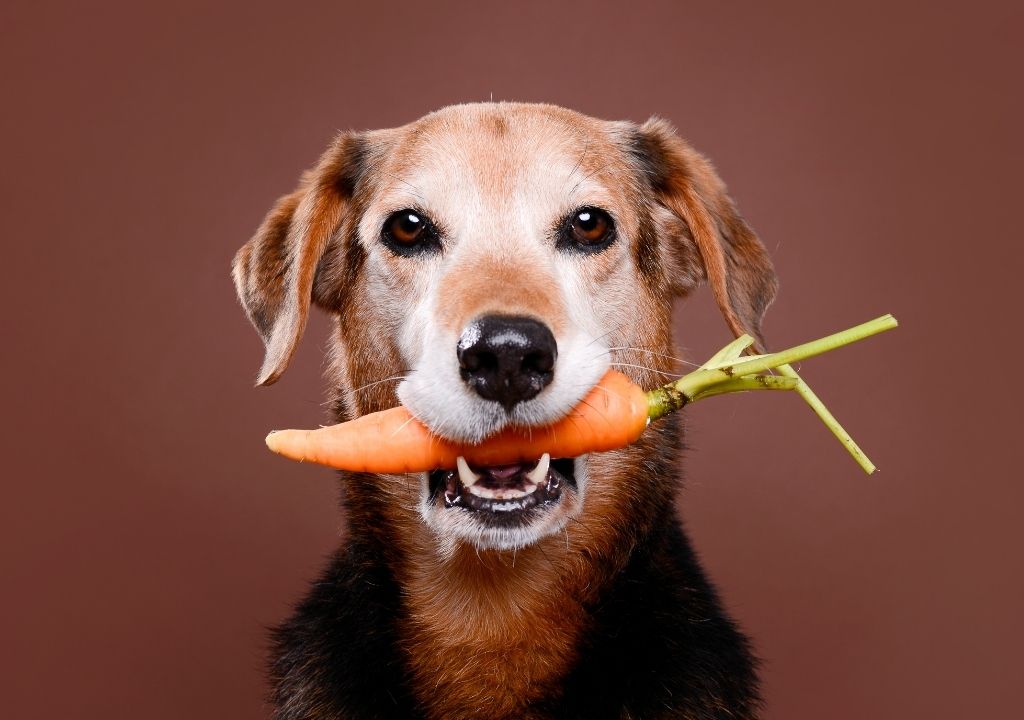 les_legumes_sont-ils-bons_pour-les-chiens_3 Chien avec une carotte dans la gueule : quels légumes sont bons pour les chiens ?