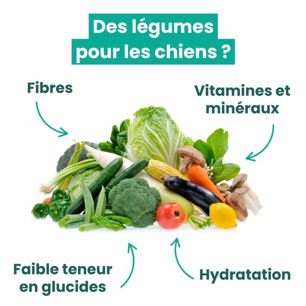 Légumes pour les chiens : fibres, vitamines et minéraux, faible teneur en glucides, hydratation