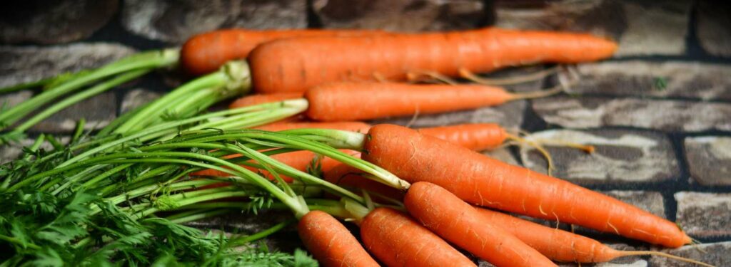 Quels légumes sont bons pour les chiens : carottes 