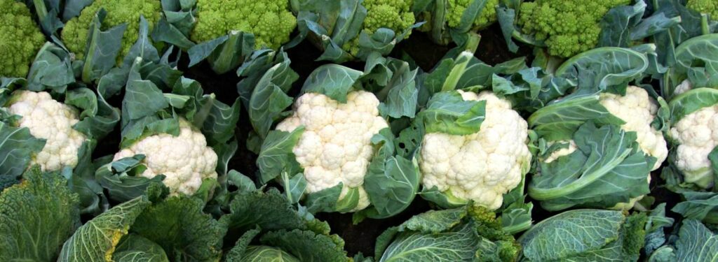 Quels légumes sont bons pour les chiens : chou