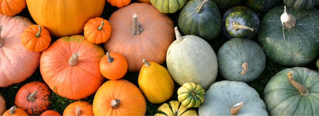 Quels légumes sont bons pour les chiens : courges