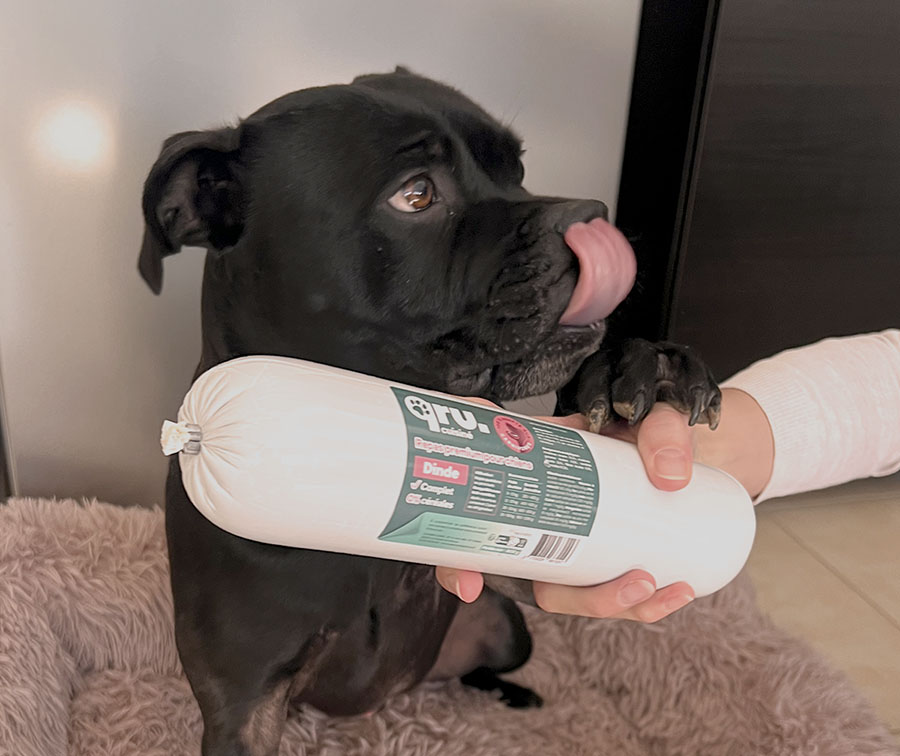 Un chien se lèche les babines devant un saucisson qru