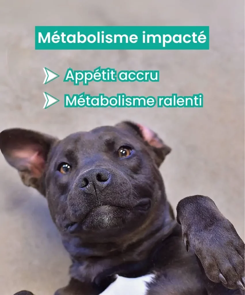 Chien stérilisé allongé sur le dos avec une patte levée. Texte : "Métabolisme impacté - Appétit accru 
- Métabolisme ralenti".