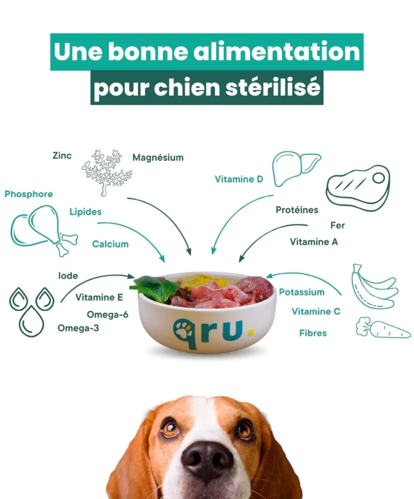 Alimentation du chien stérilisé avec protéines, vitamines, minéraux et acides gras essentiels.