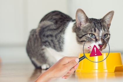 aliments toxiques pour chats