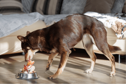 Chien stérilisé qui mange de la viande