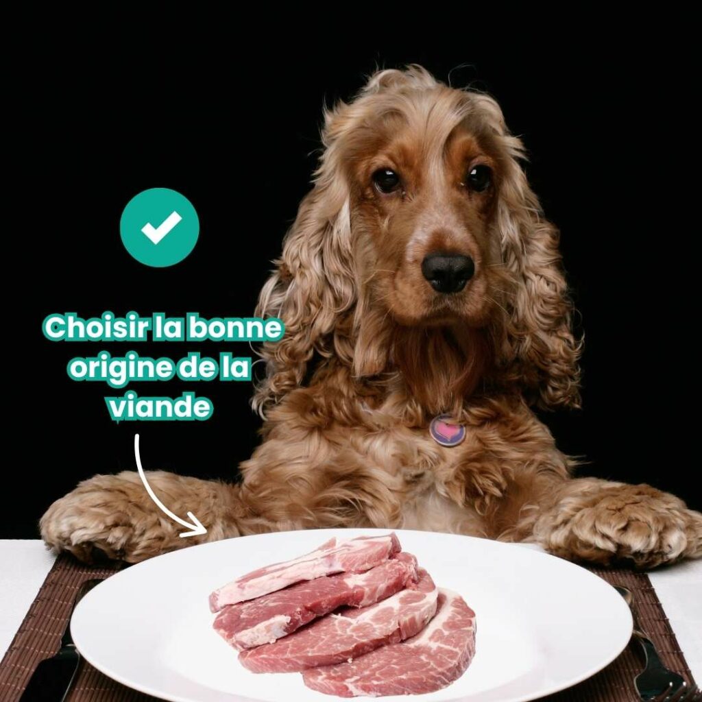Viande de porc pour chien : choisir la bonne origine de la viande