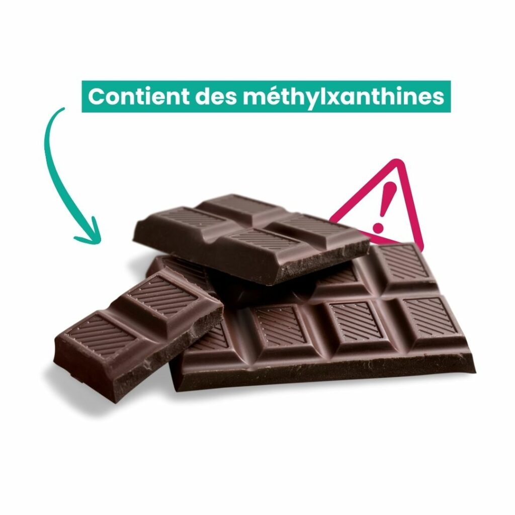 chocolat : aliment toxique pour chat 