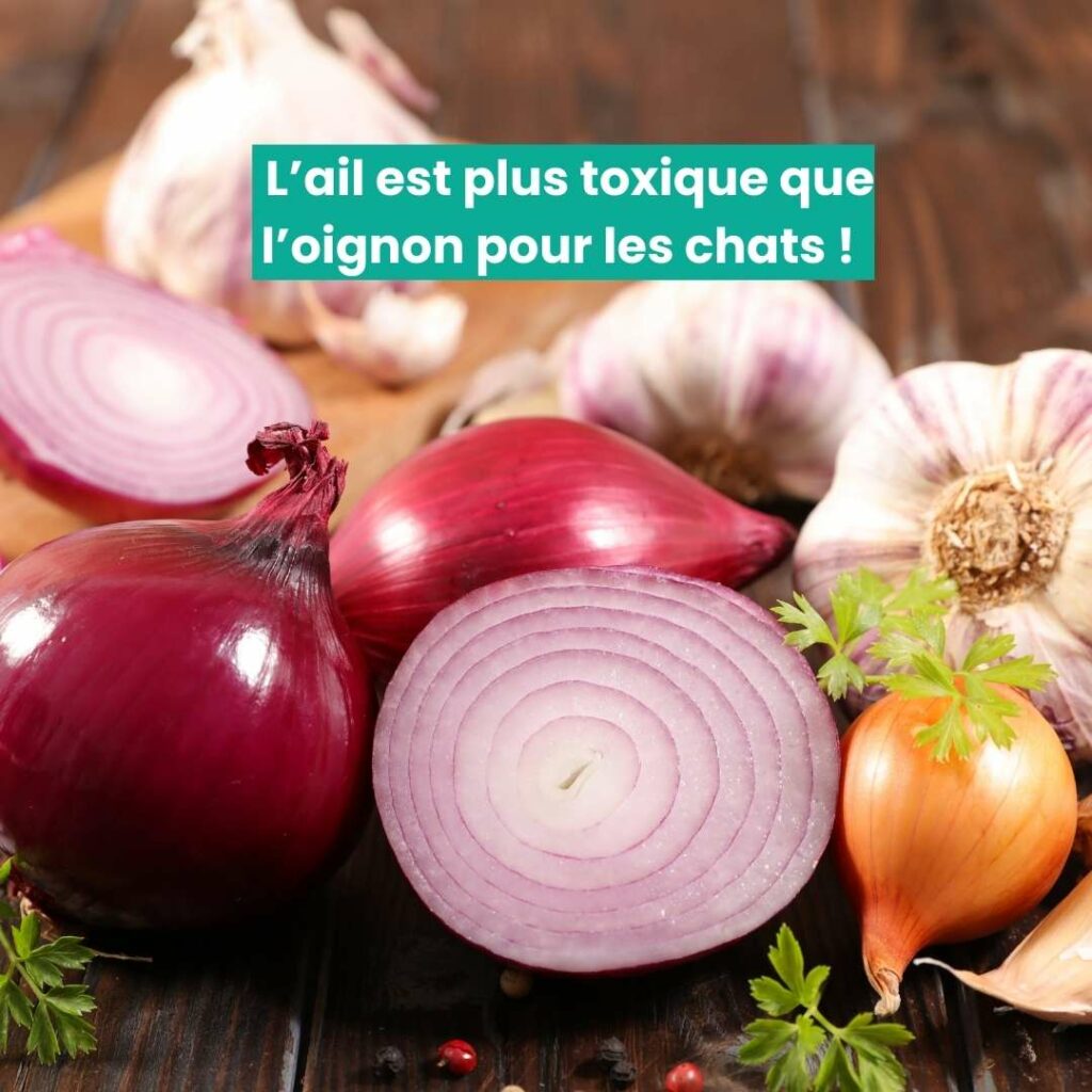 image carré aliments toxiques chats Ail et oignon : aliments toxiques pour chats