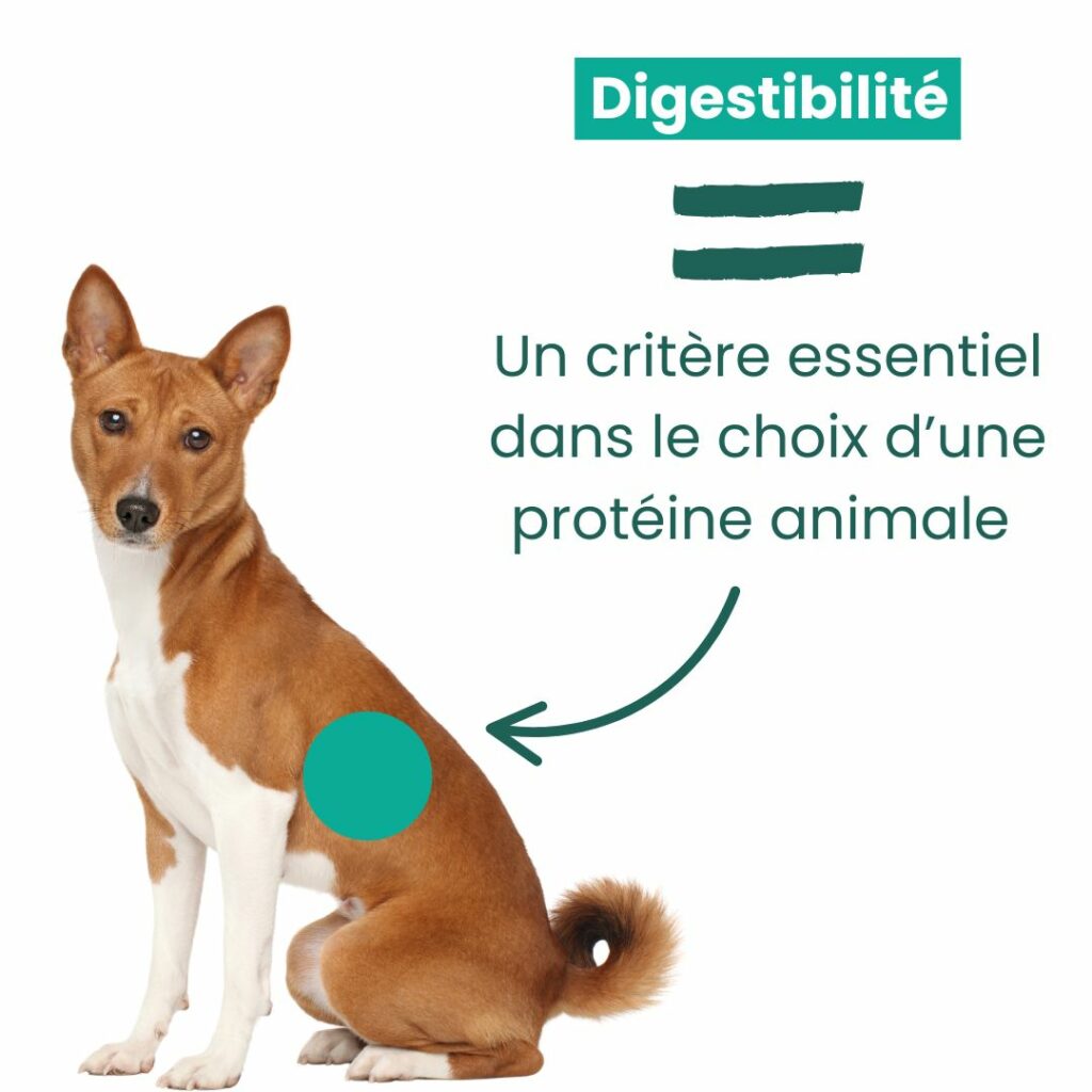 viande de porc pour chien : digestibilité
