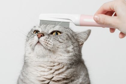 poil terne chat